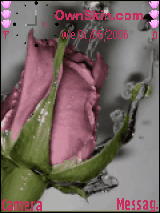 rose
