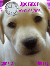 labrador