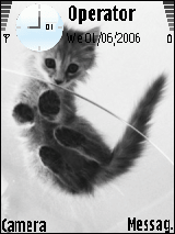cat