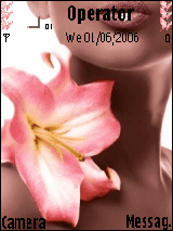pinkrose