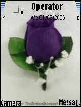purple rose