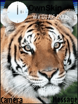 tiger