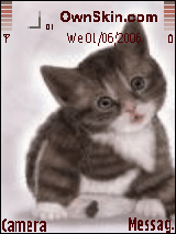cat