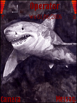 Shark