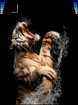 tiger show
