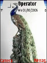 peacock.