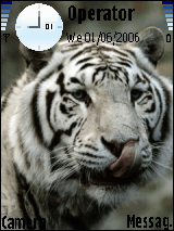 White Tiger