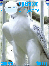 bird