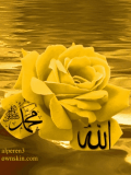 islamic gold rose alper çağlar