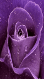 ungu