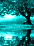 ANIMATED RAIN NATURE