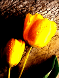 yellow Rose